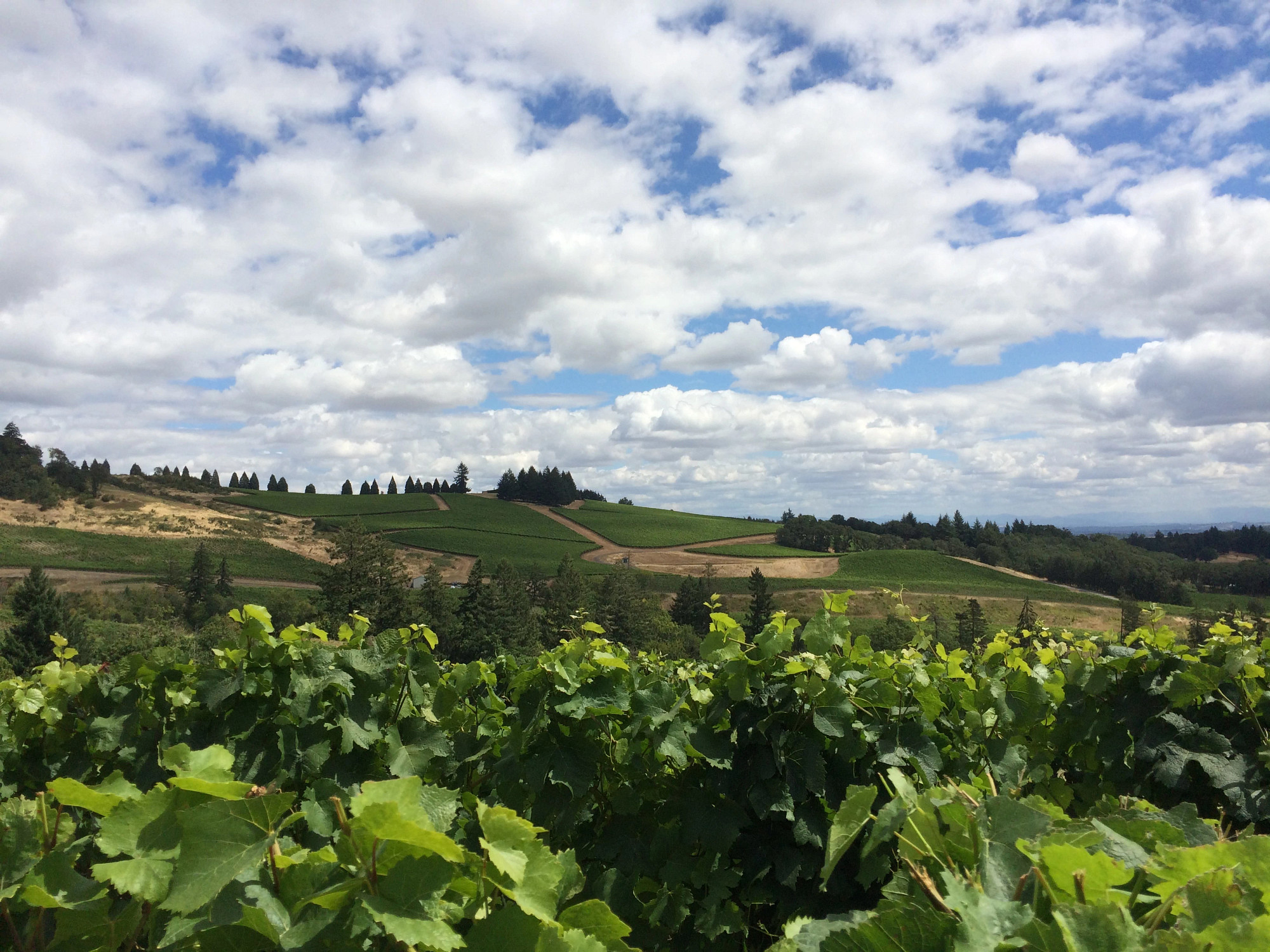 Warrior Princess Block Pinot Noir