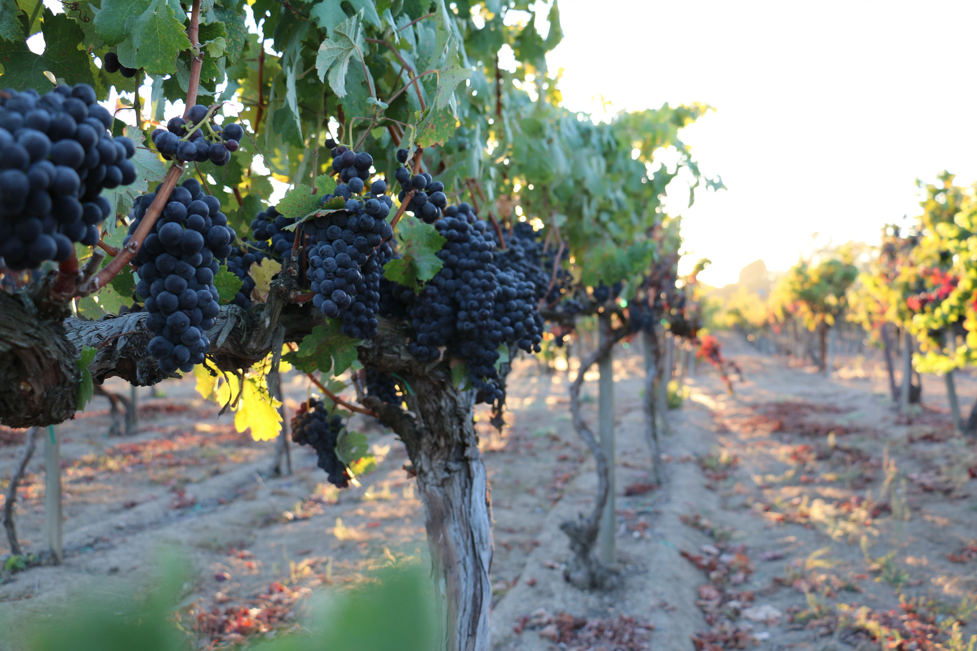 Highwire Vineyard Zinfandel