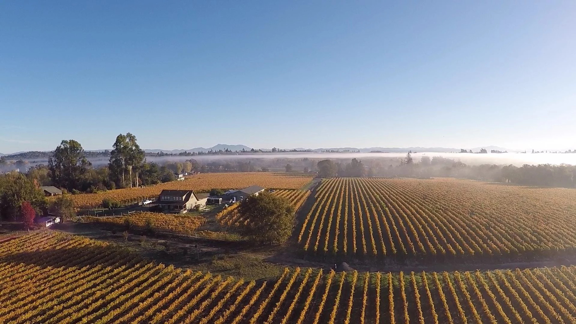 Fog Dance Vineyard Blanc de Noirs