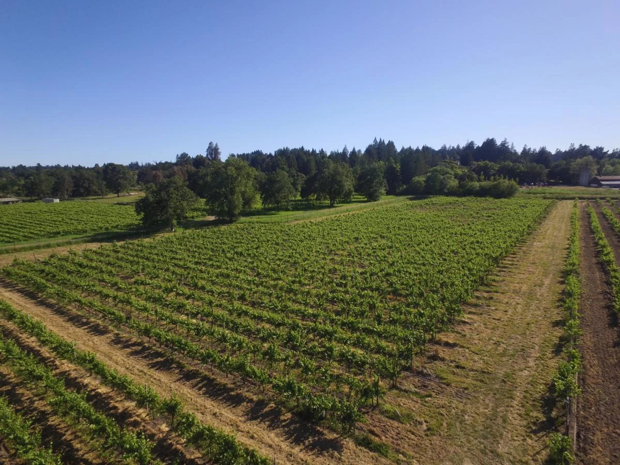 Hailey's Block Pinot Noir