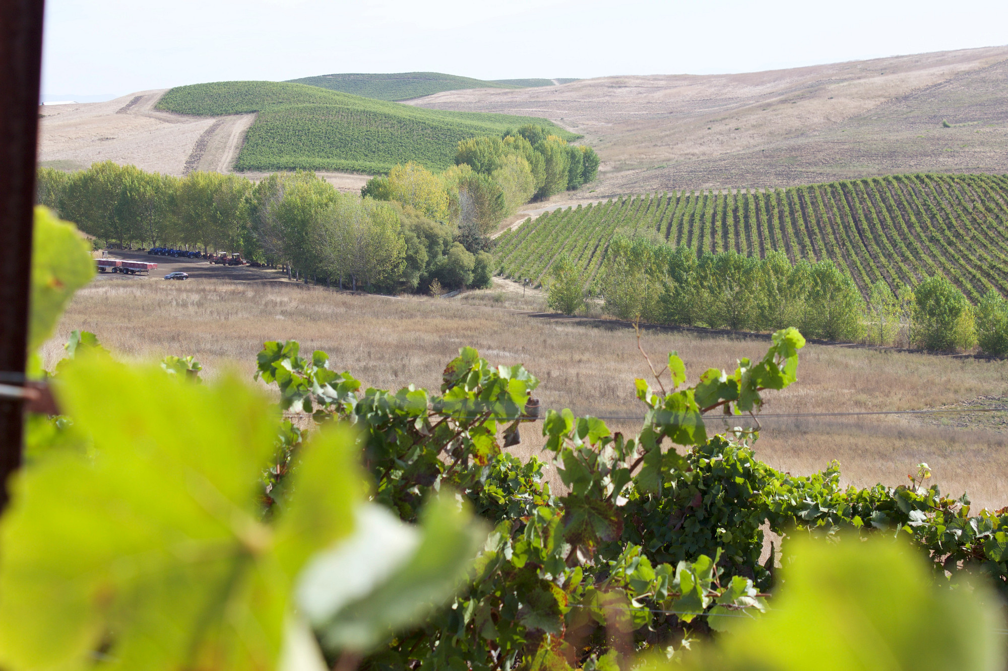 Jennifer's Vineyard Pinot Noir