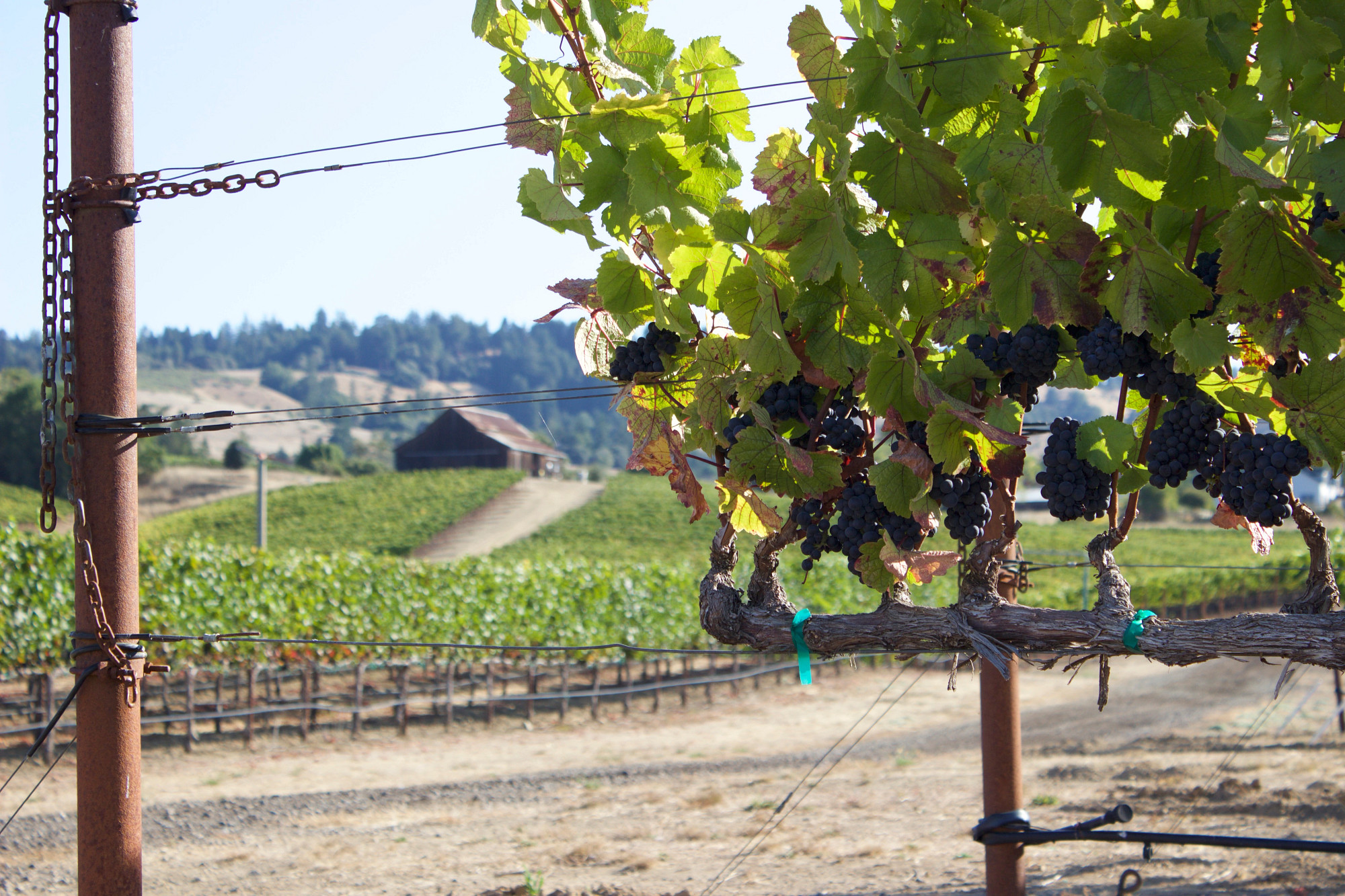 Velvet Sisters Pinot Noir