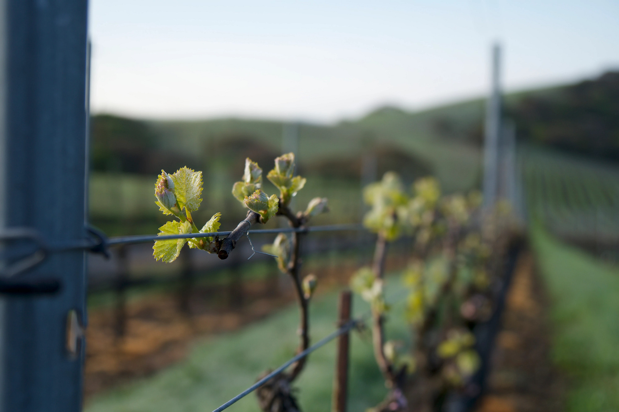 Jennifer's Vineyard Chardonnay