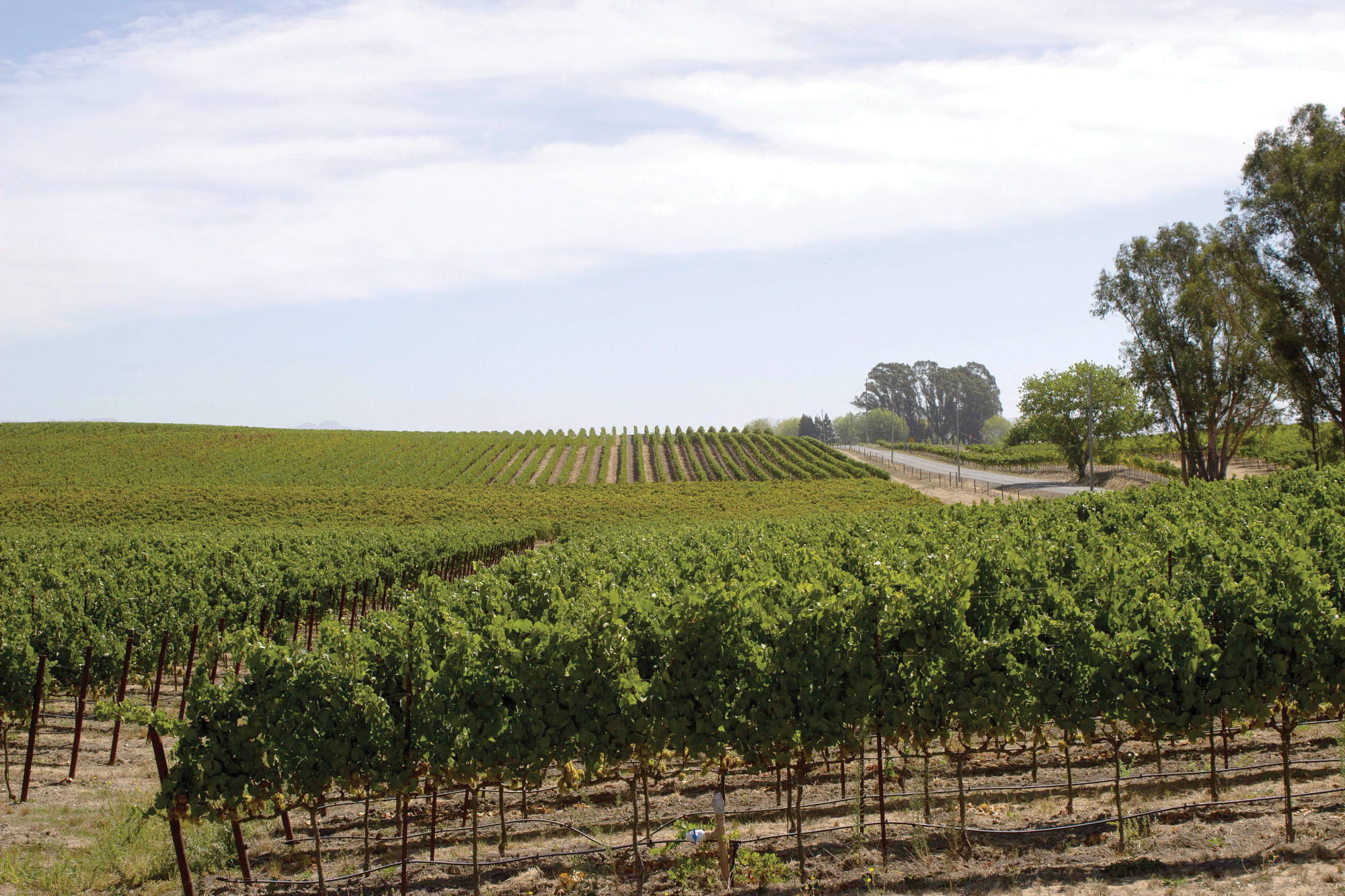 Sevens Bench Vineyard Pinot Noir