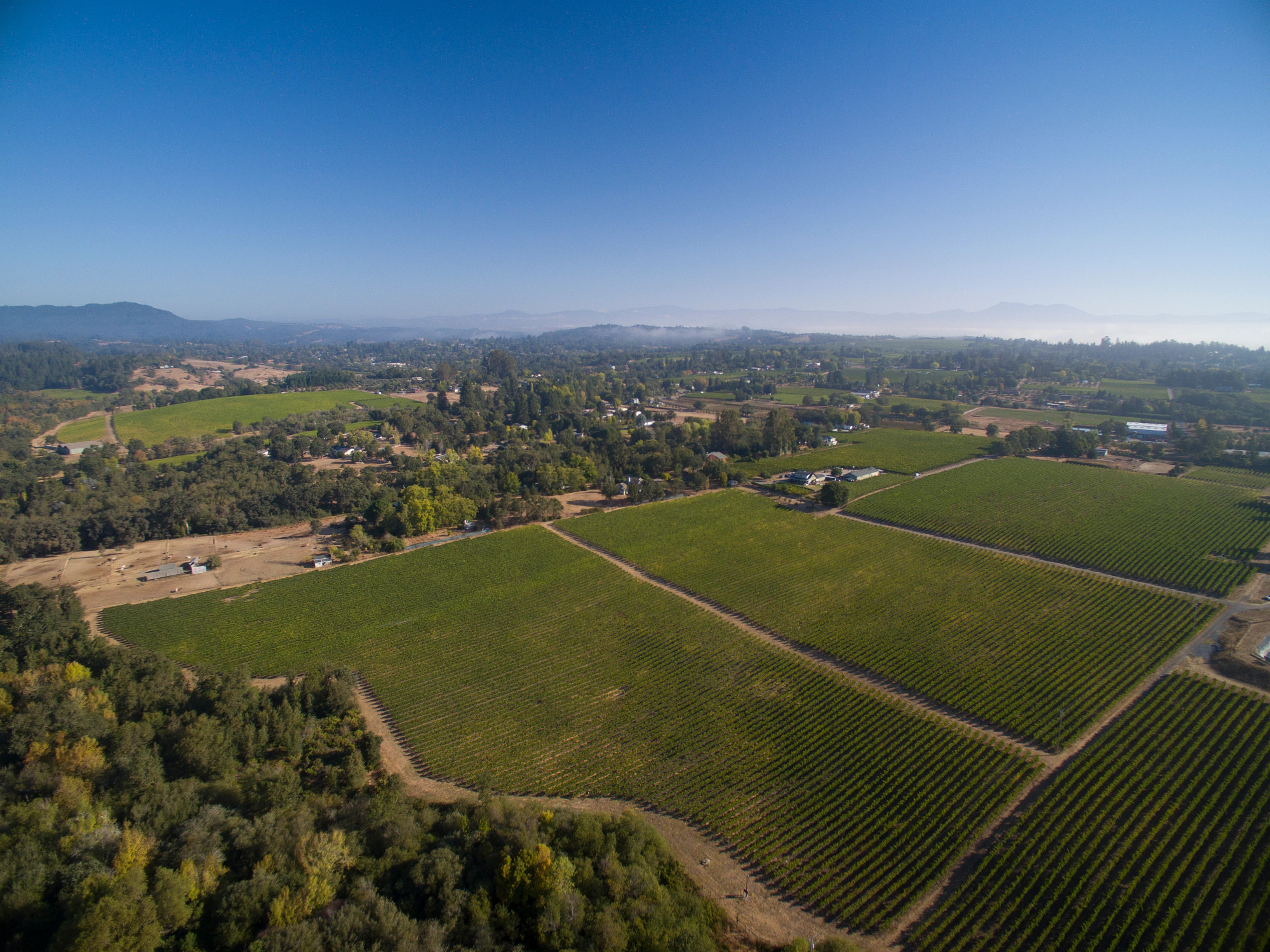 Fog Dance Vineyard Chardonnay