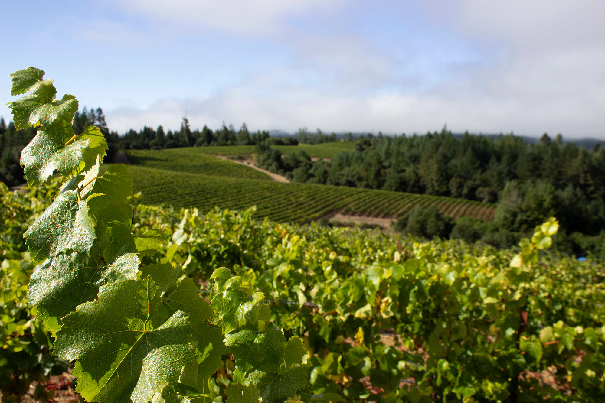 Far Coast Vineyard Chardonnay