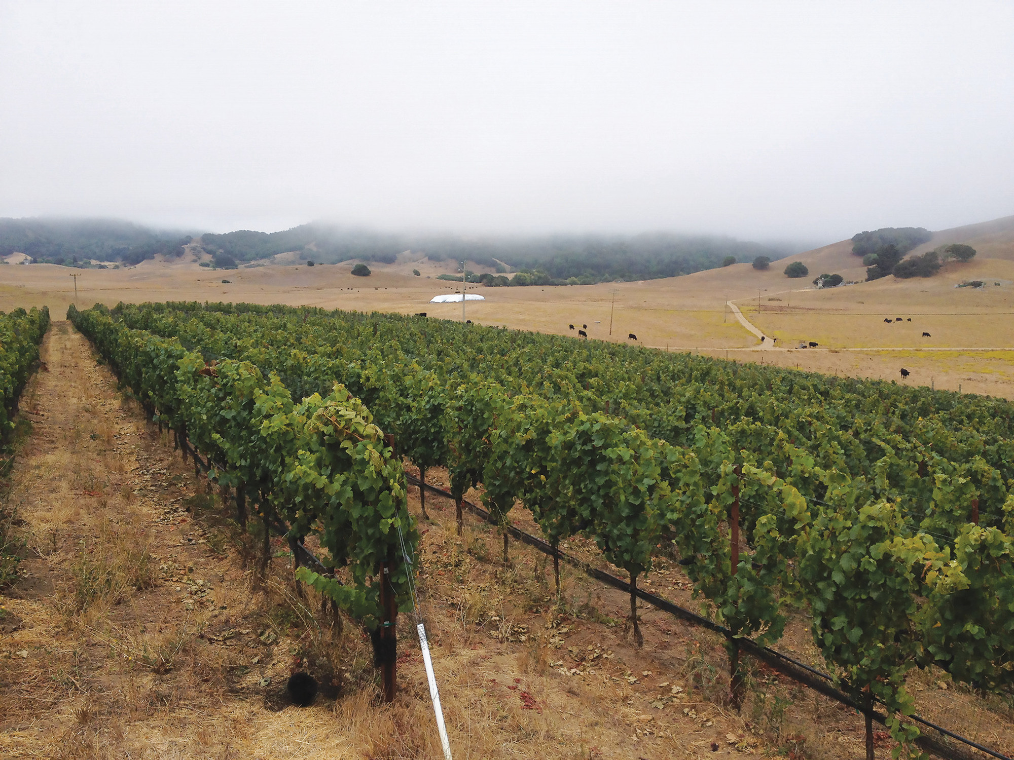 Marin Pinot Noir