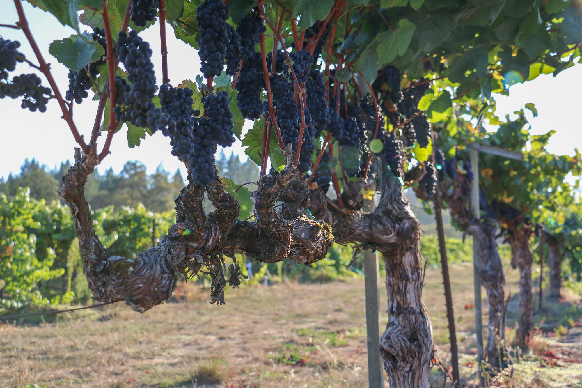 Arrendell Vineyard Pinot Noir