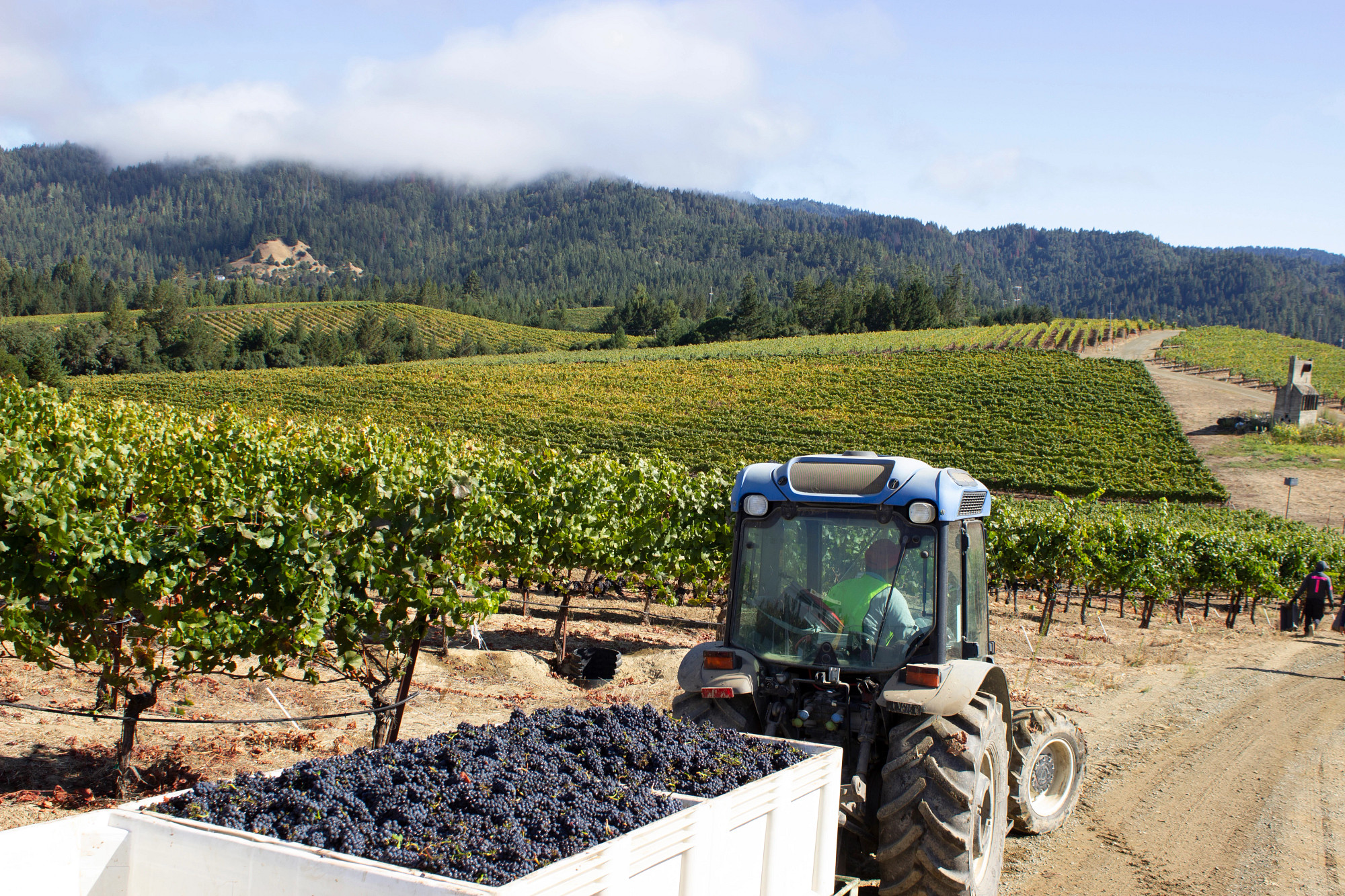 Far Coast Vineyard Pinot Noir