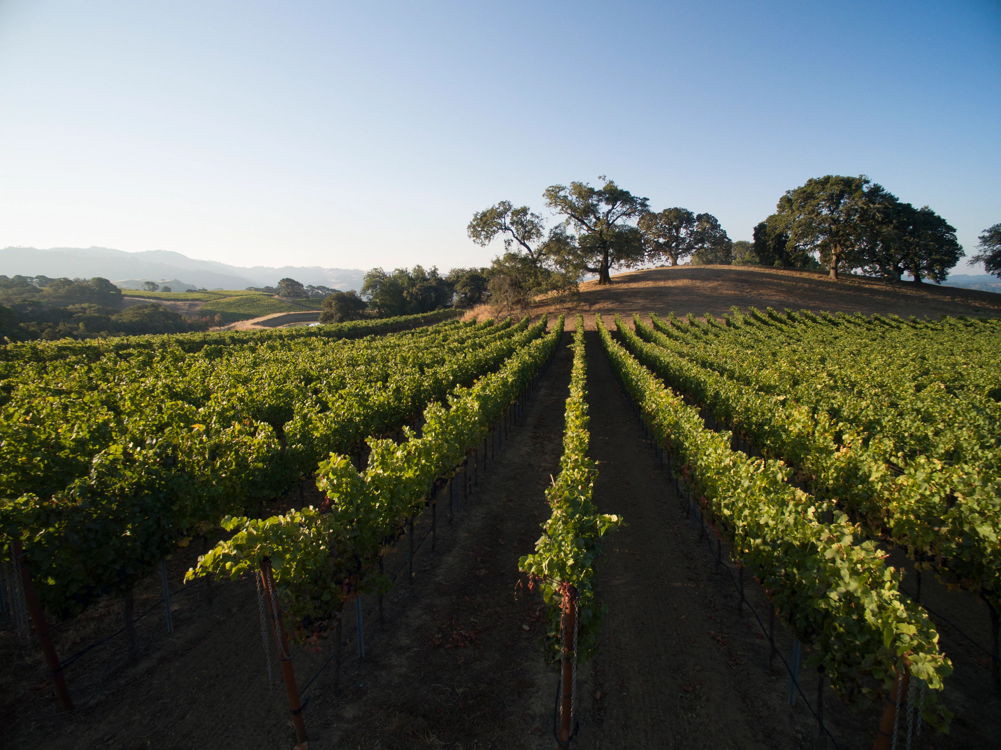 Muldune Trail Vineyard Chardonnay