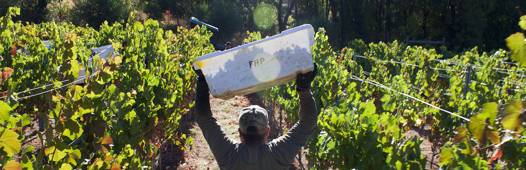 Worker in vineyard