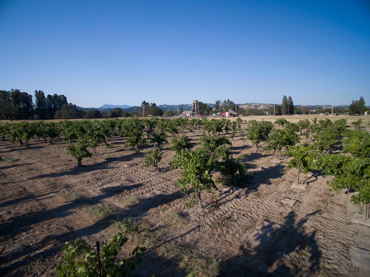 Dina's Vineyard Hartford Family Winery