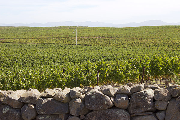 Sevens Bench Vineyard