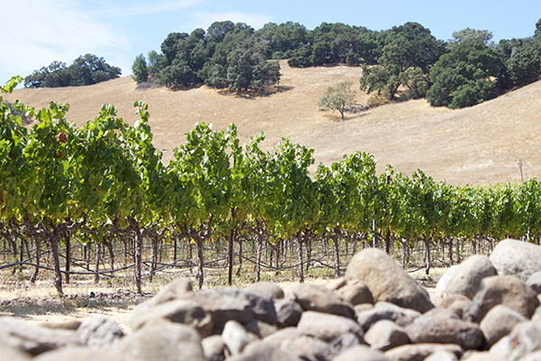 Stone Côte Vineyard